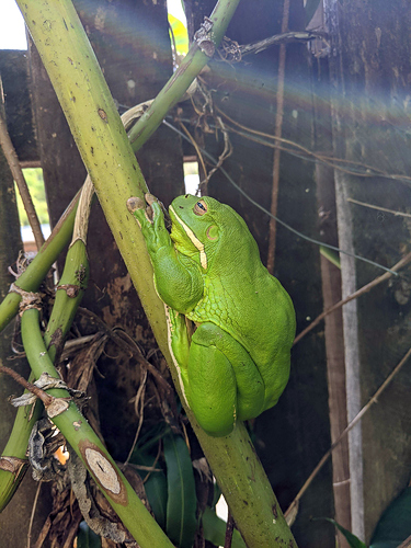 Great_Green_Tree_Frog