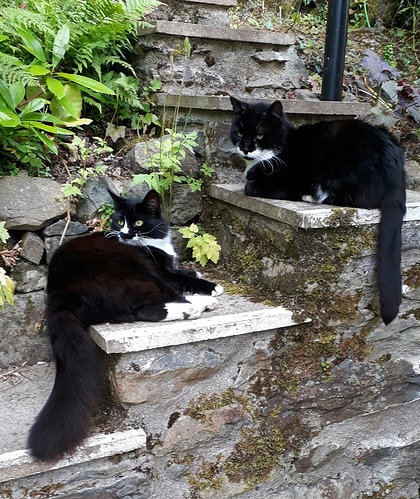 Cats on steps