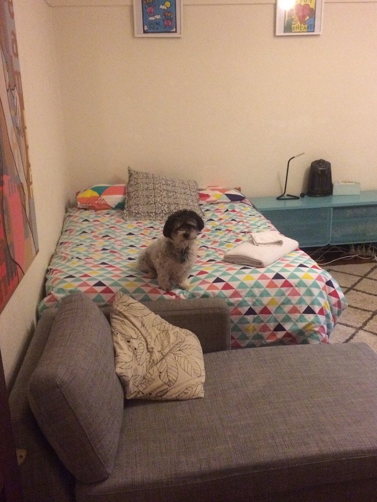 emotional support animal airbnb