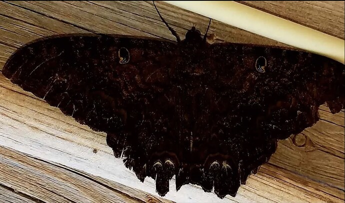 Palometa-or-large-black-moth