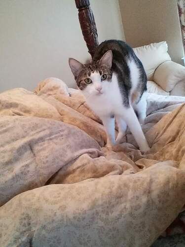 FB_IMG_9073995857470205341