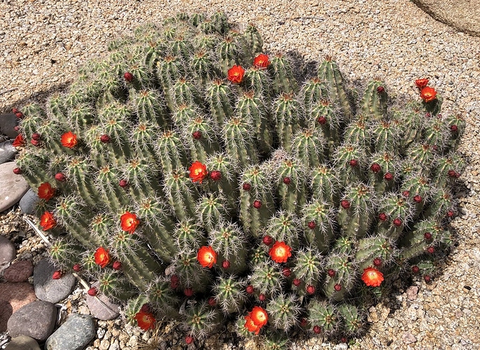 Claret Cup Cactus