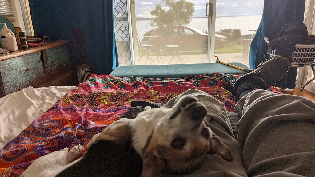 A Free Dog thread AirBnB hosts forum