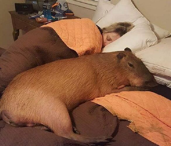 chico-capybara-in-bed.jpg.838x0_q80