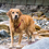 Phoebeismydog