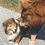 PuppyLover